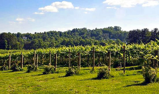 Fun things to do in Hendersonville NC : Saint Paul Mountain Vineyards in Hendersonville NC. 