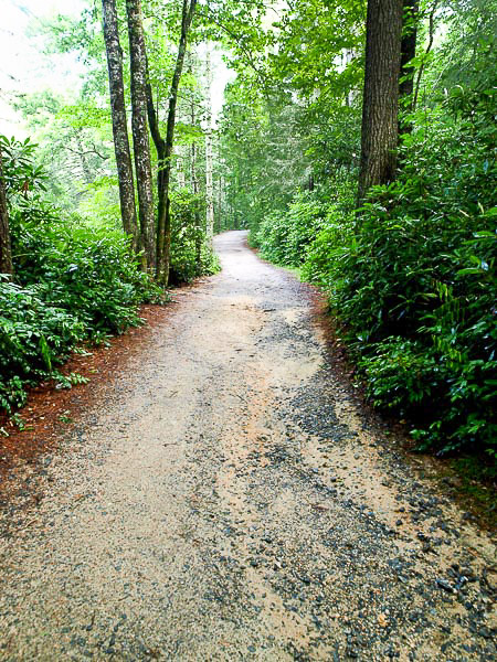 Hiking Trail in Dupont Forest. 